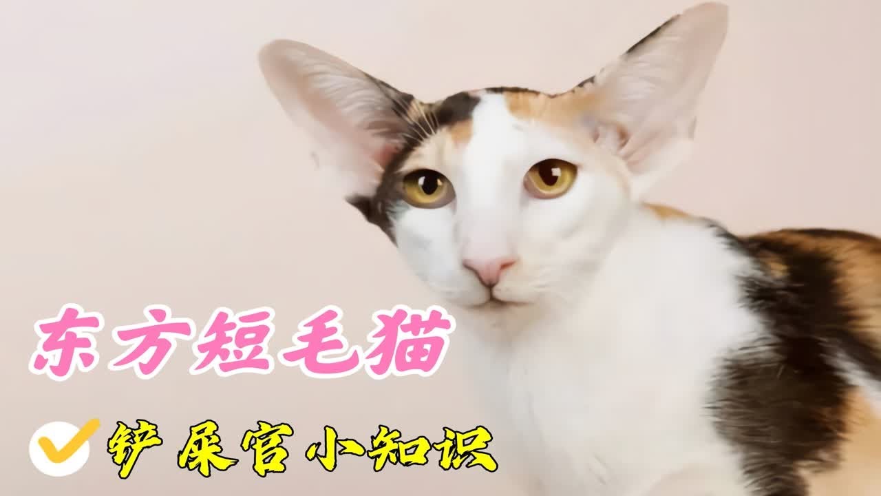东方短毛猫，一个除了长相外，德智体美劳全面发展的神奇猫品种