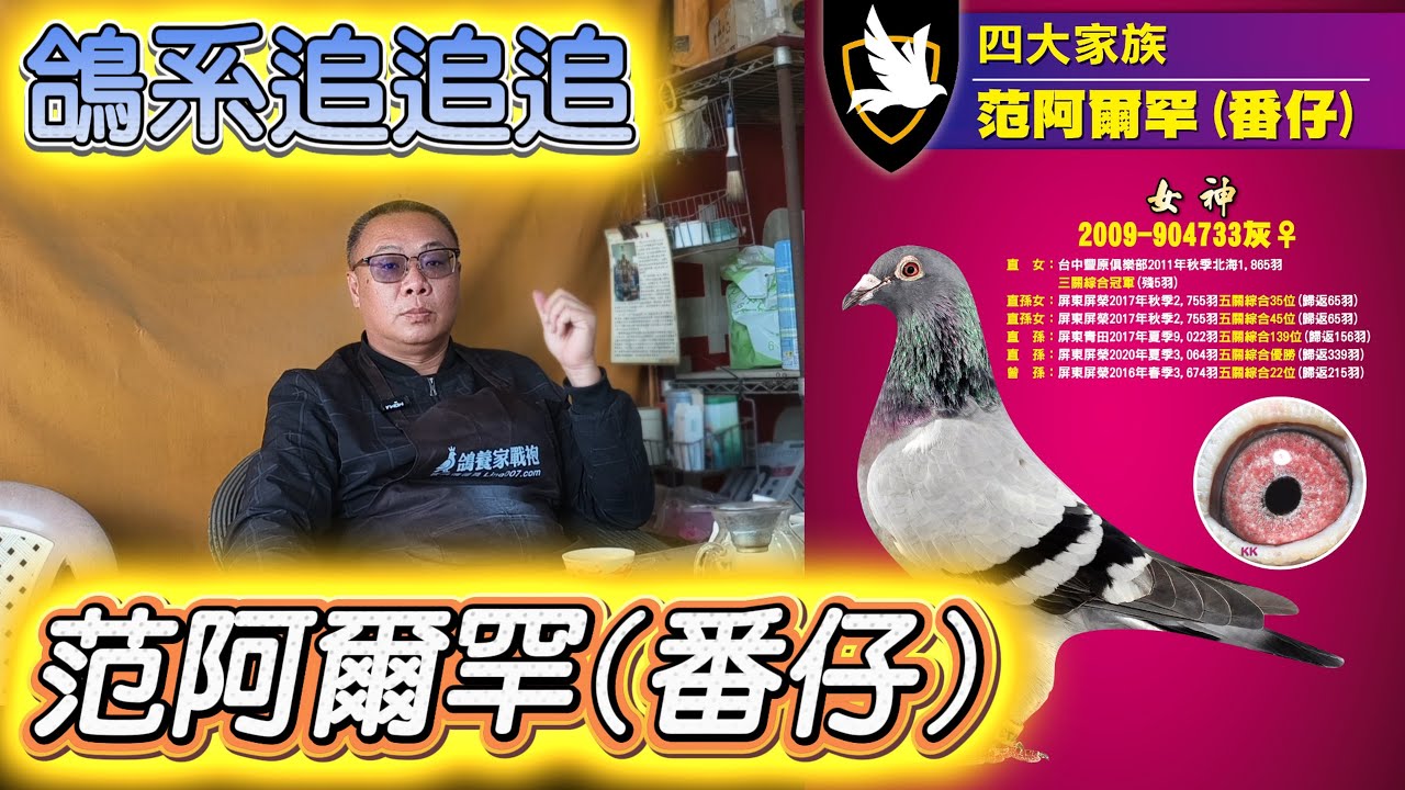 鴿系追追追之“番仔”路易士‧范阿爾罕　#朝旭競翔 #宋建霆 #強豪 #種鴿 #養鴿 #賽鴿 #飛鴿 #鴿子