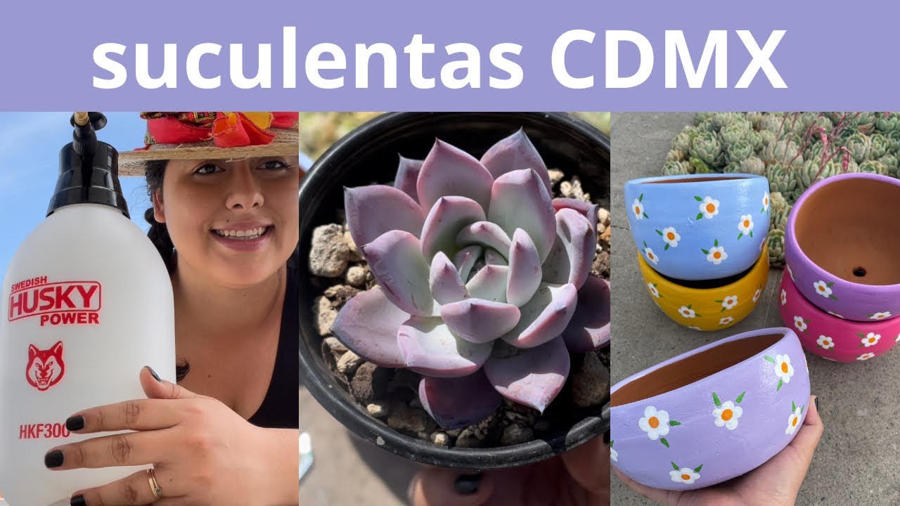 Venta de suculentas en CDMX