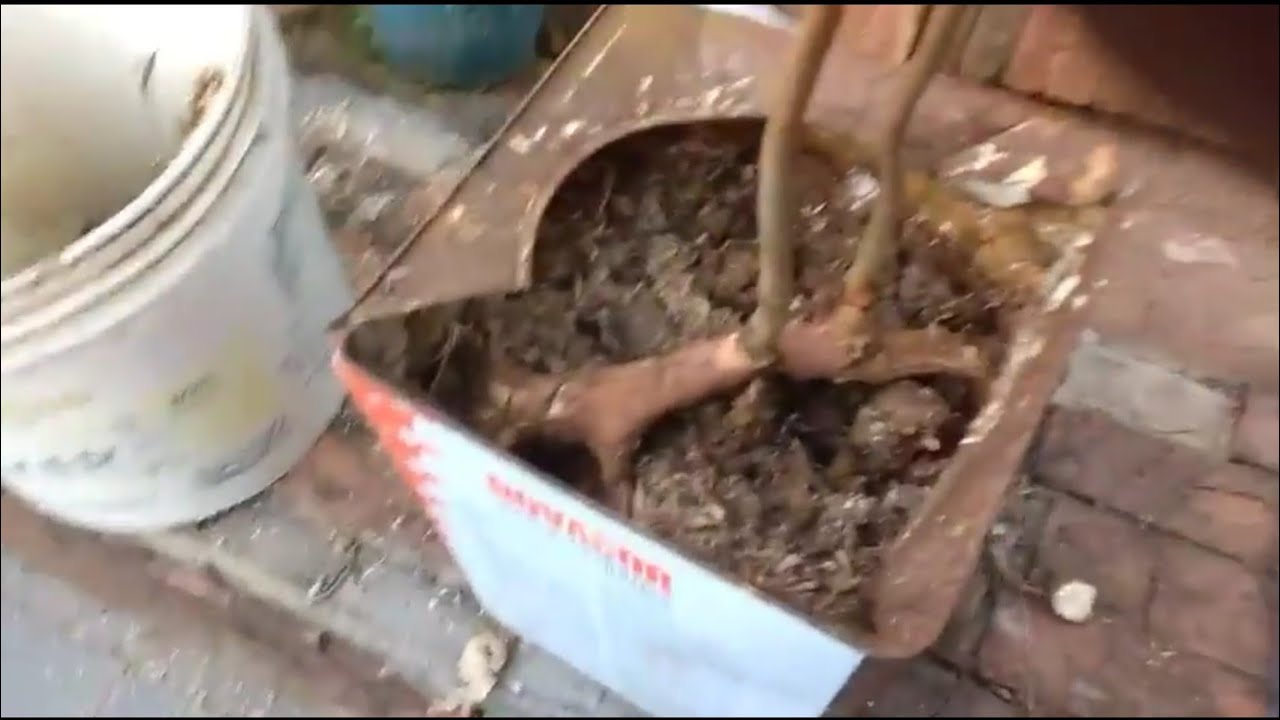 Fazendo ESTAQUIA DE JABUTICABA com as mudas q nascem nas raízes