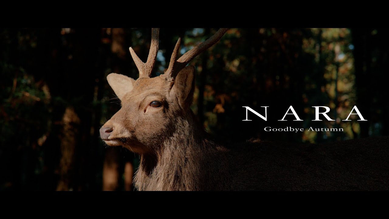 奈良公園 | 春日大社 |Lumix GH7 | BRAW