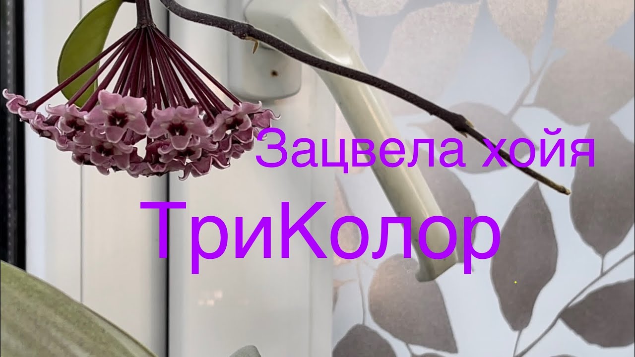 Цветение Хойи Триколор … и не только  🤗