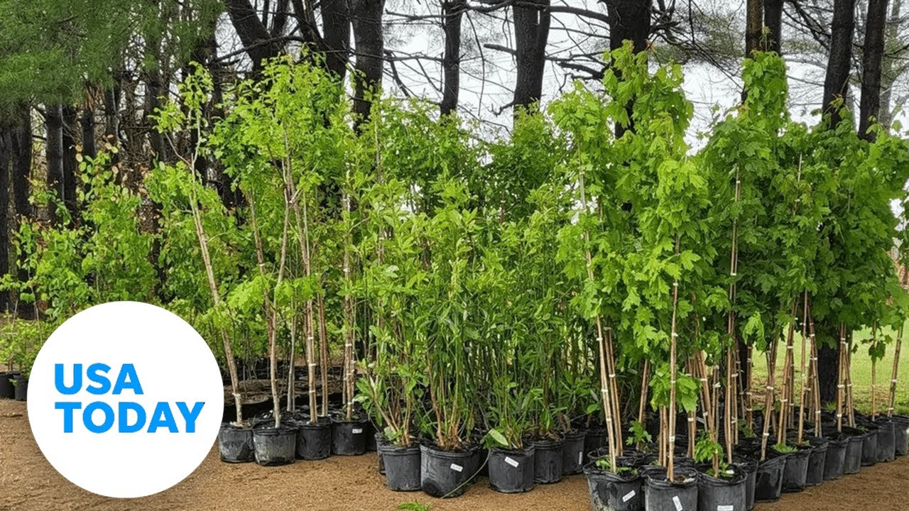 Arbor Day: What to know about the holiday celebrating trees | USA TODAY