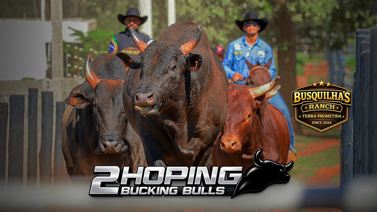 TREINO DE RODEIO COMPLETO EM TOUROS  - 2 HOPING BUCKING BULLS