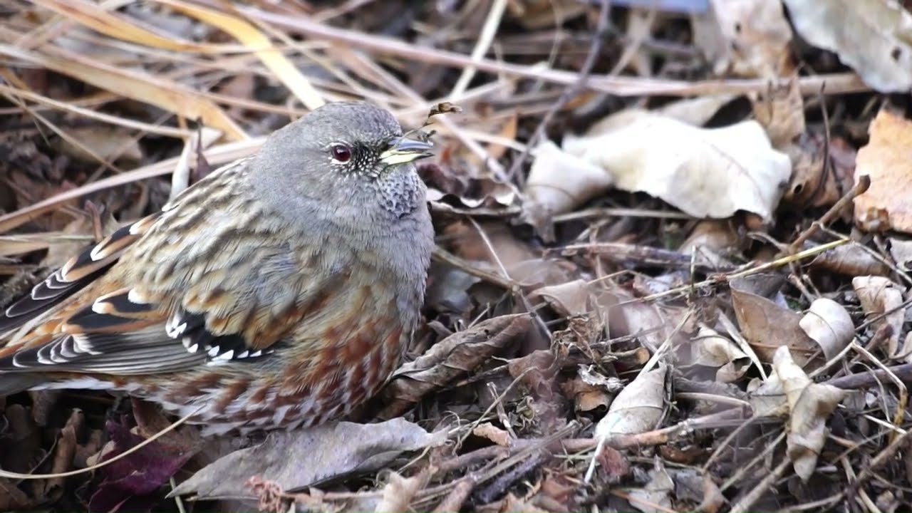 관악산 바위종달이   Alpine Accentor ( Feeding )