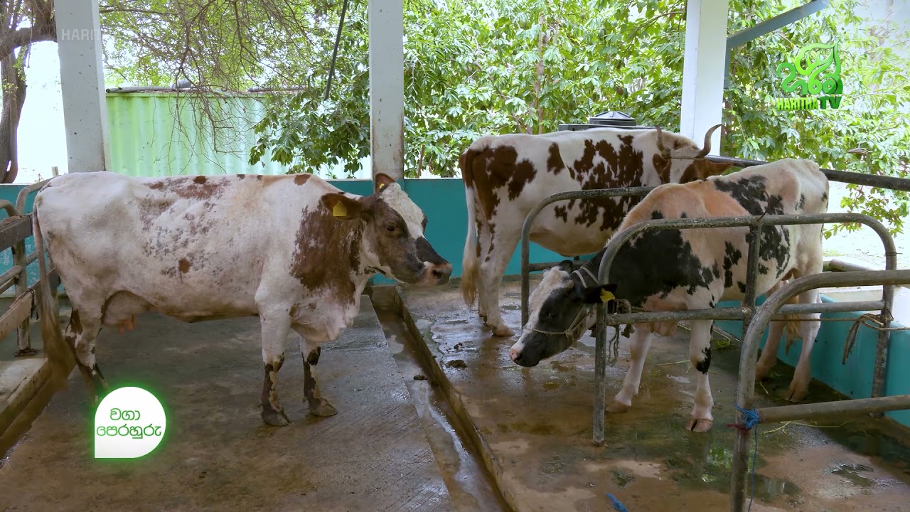 වගා පෙරහුරු -  ආදර්ශ ගොවිපළ | Waga Perahuru - Dairy Farm | EP - 09