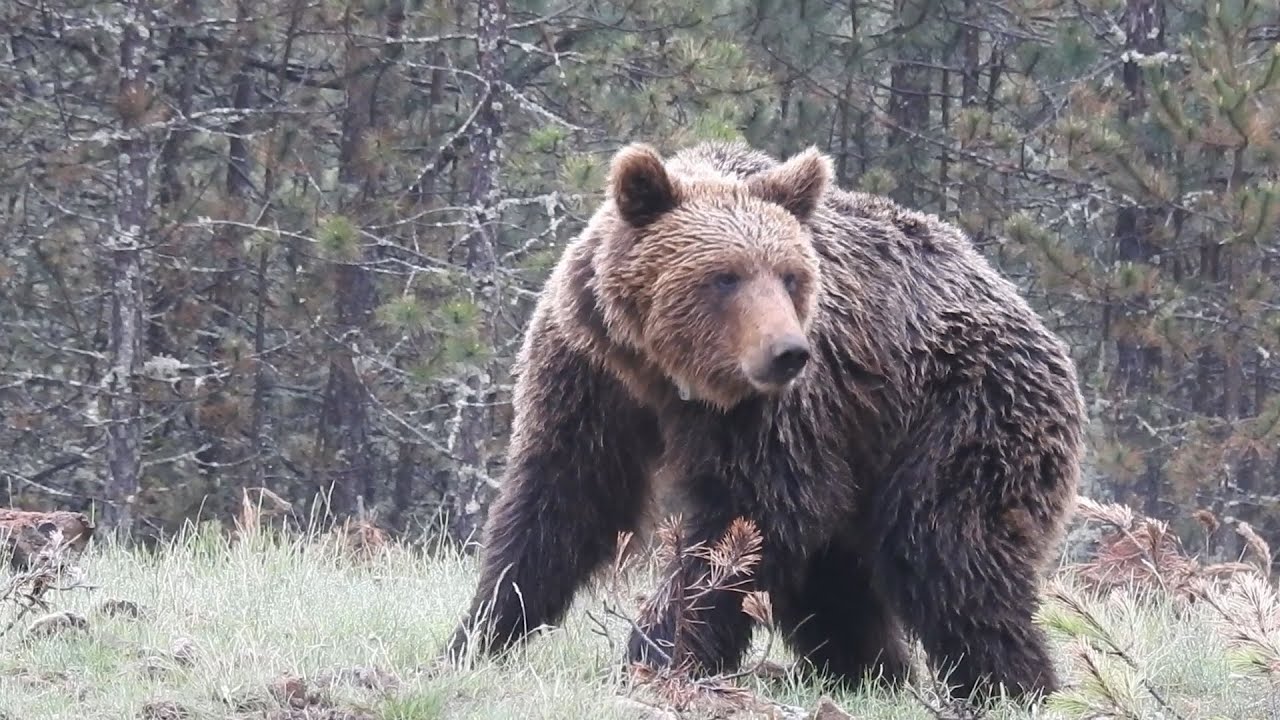 Medvedi na Goliji još uvek budni - Radun i Mališa markirani