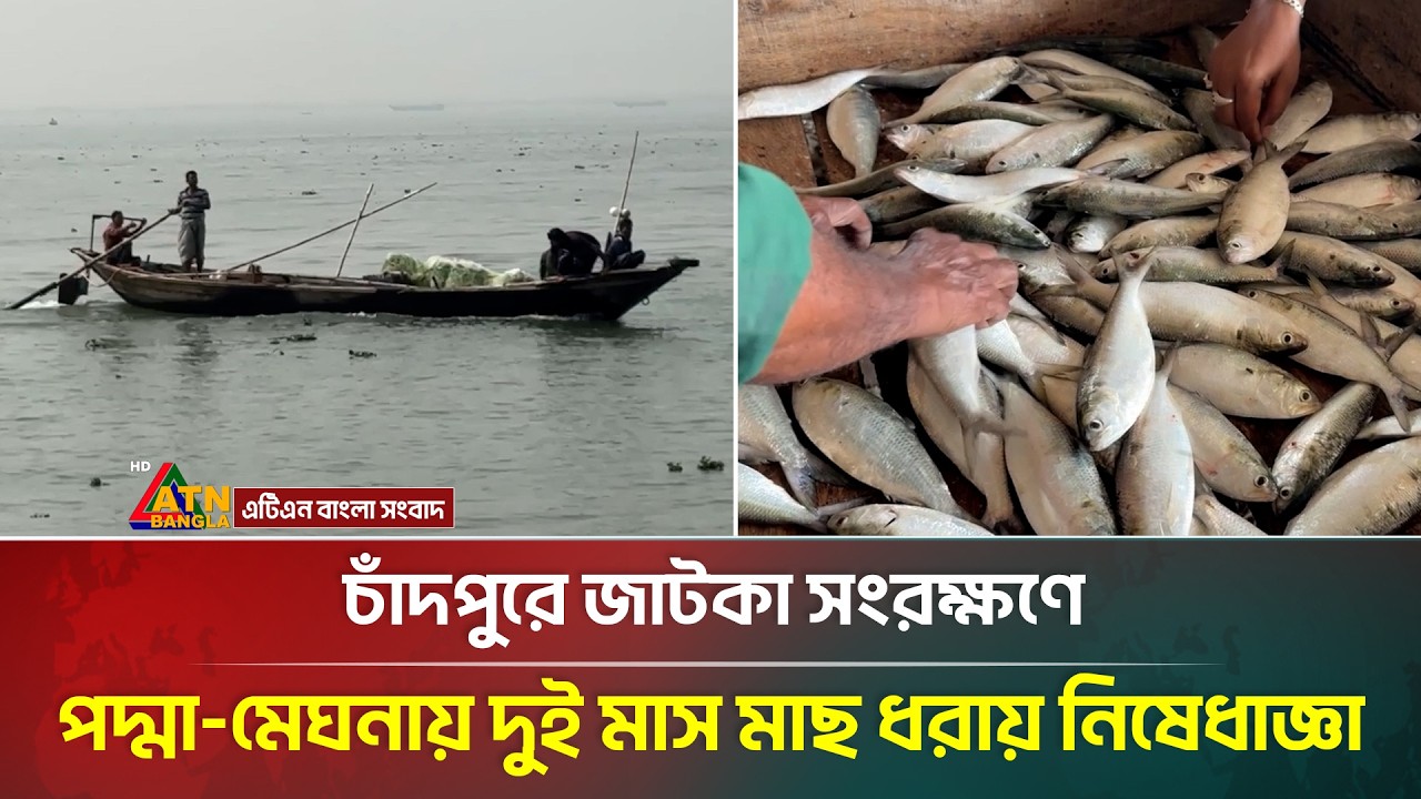 চাঁদপুরে জাটকা সংরক্ষণে পদ্মা মেঘনায় দুই মাস মাছ ধরায় নিষেধাজ্ঞা | Chandpur |  Hilsa | ATN Bangla