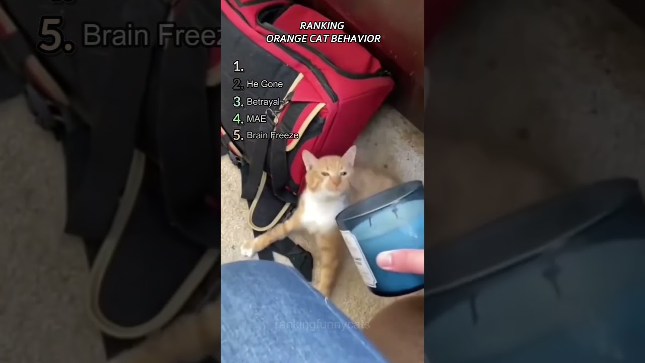 Ranking Funny Orange Cat Behavior