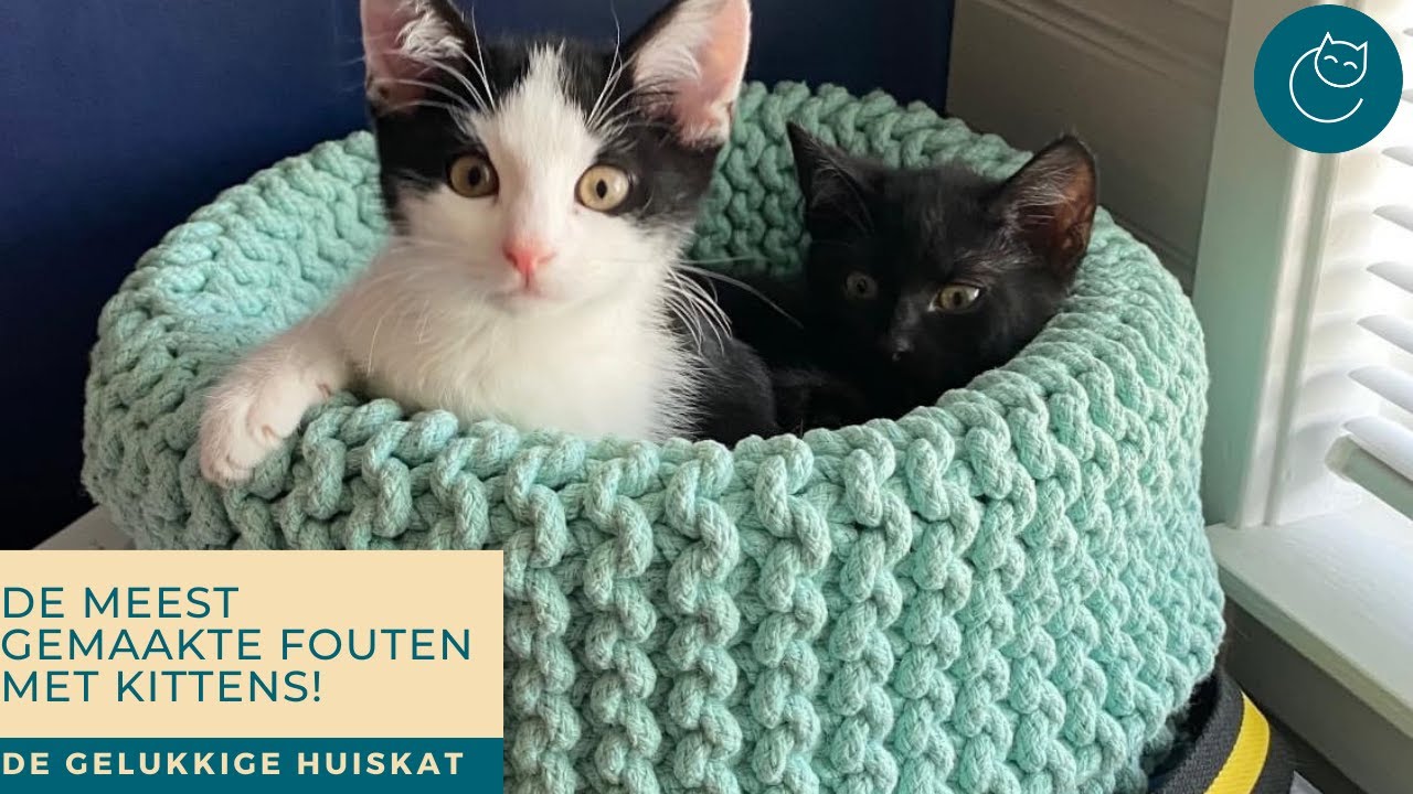 DE MEEST GEMAAKTE FOUTEN MET KITTENS