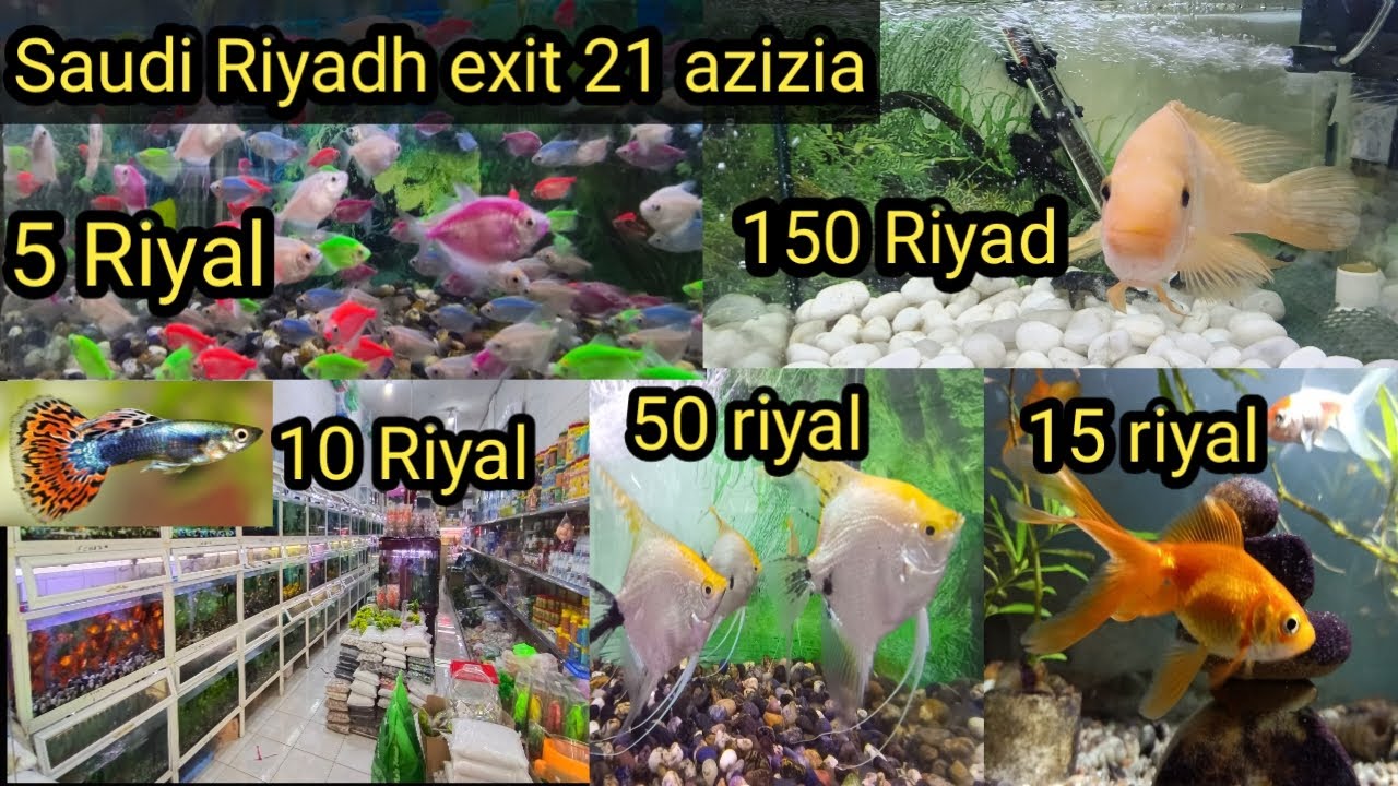 FISH AQUARIUM AND FISHES 🐟 PRICE IN AZIZIYAH | ANIMAL MARKET | RIYADH CITY SAUDI ARABIA EXIT 21 aziz
