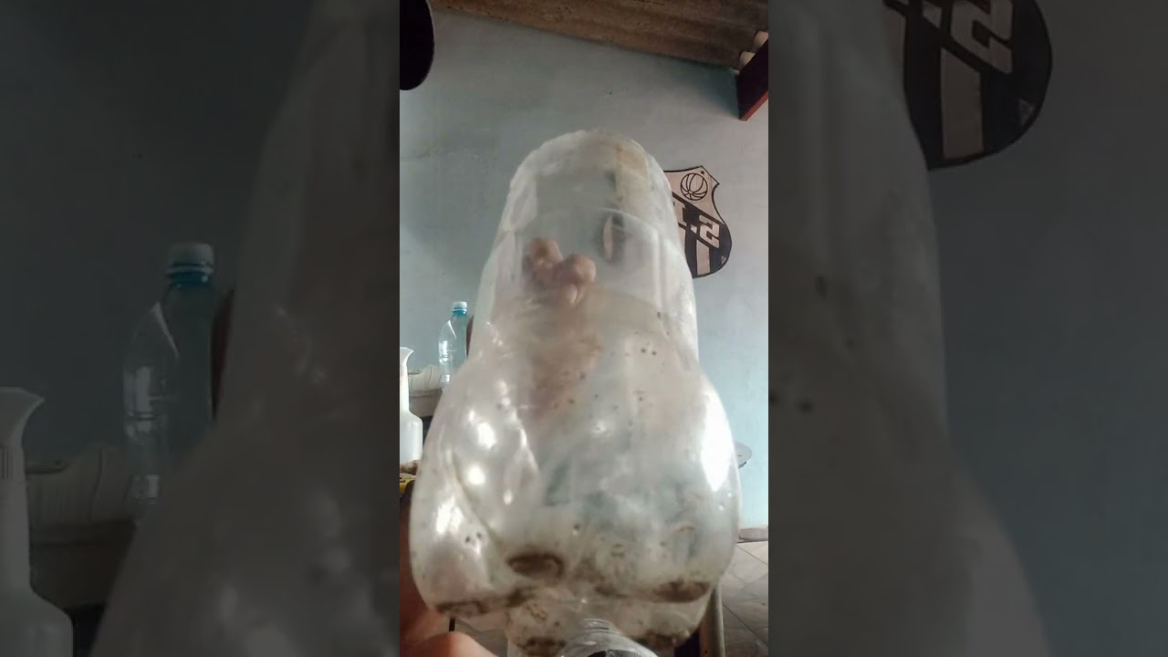 ESTAQUIAS DE GOIABAS, LIMÃO, ACEROLAS E JABUTICABAS.