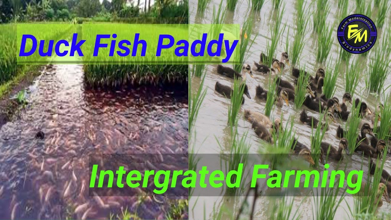 How to Prepare Duck-Fish-Paddy Integrated Farm | Sustainable Farming |