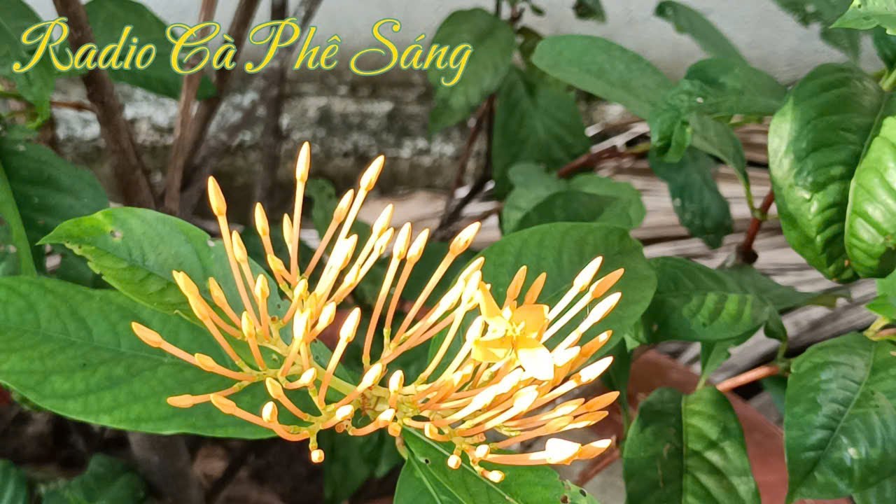 Radio Cà phê sáng: số 399. Trí Tuệ Không Lời.