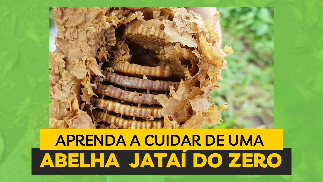 como transferir abelha JATAÍ, da ISCA PET para a caixa? #abelhassemferrao #abelhasnativas #shorts