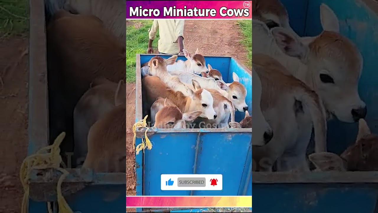 Micro miniature cows riding on cart 😘 shortest cows breed below 1 feet height #youtube #viral #reels