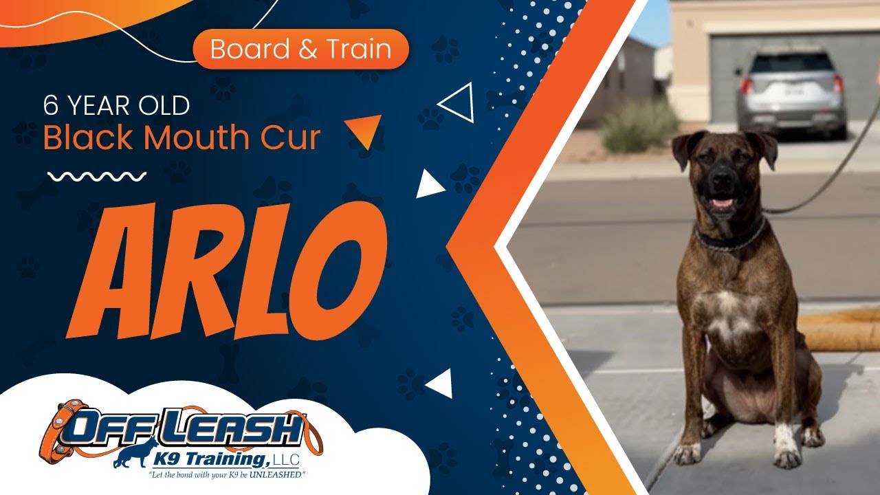 6 yr Black Mouth Cur Arlo ~ Black Mouth Cur Trainers ~ Off Leash K9 Training  Phoenix