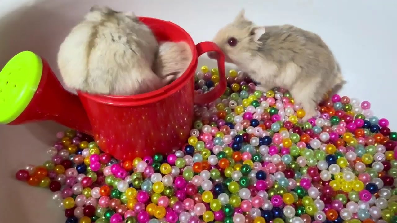 Chuột Hamster Nhỏ Nhưng Khiến Tôi Bất Ngờ!Tiny Hamster, Big Surprise! #hamster #animals #pets #cute