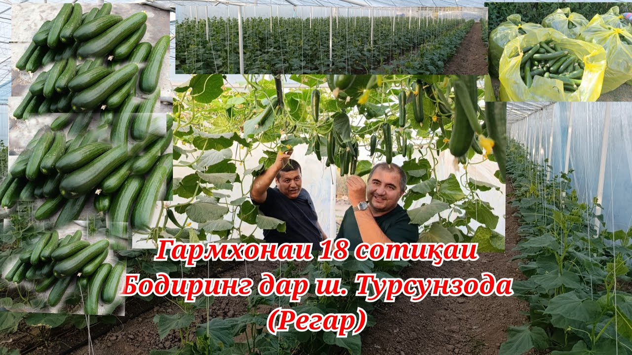 Бизнеси Бодринг дар шароити хона ш. Регар