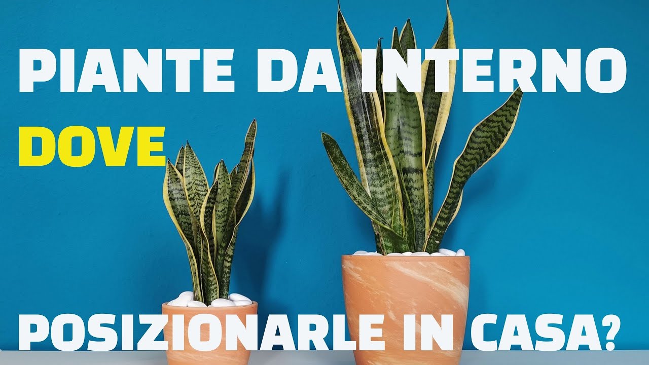 DOVE VA POSIZIONATA UNA PIANTA DA APPARTAMENTO?
