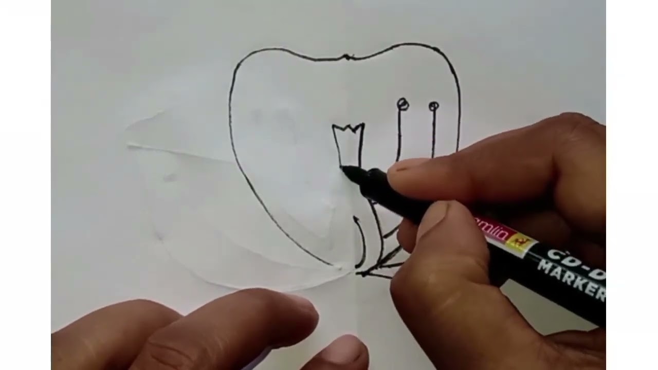 How to draw easy way Longitudinal section of flower #drawing #allfriendsandfollowers #humanbody 