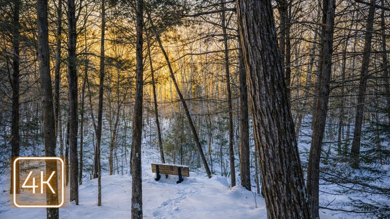 Winter Trail Walk through Maine Woodlands and Fields