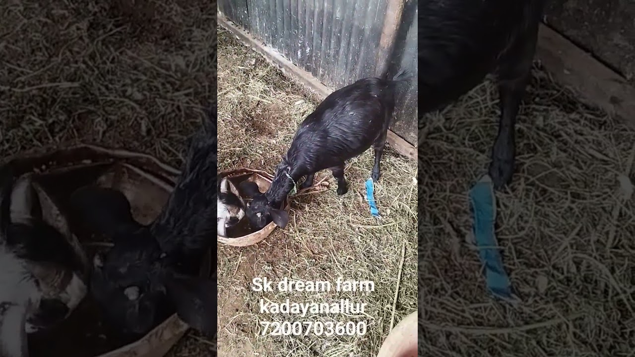asami bandam goats 🐐 available for sale @skdreamfarmkadayanallur #views #goat #farmanimal  #animal