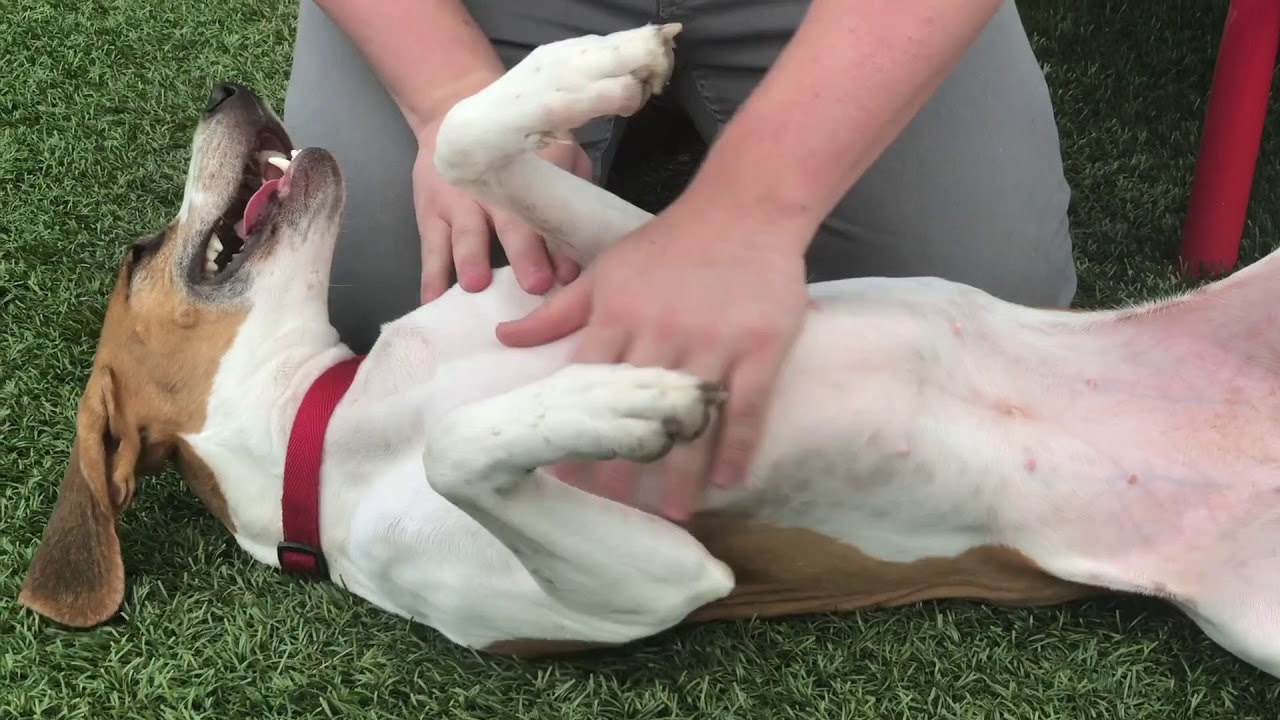 Pet-Friendly Community