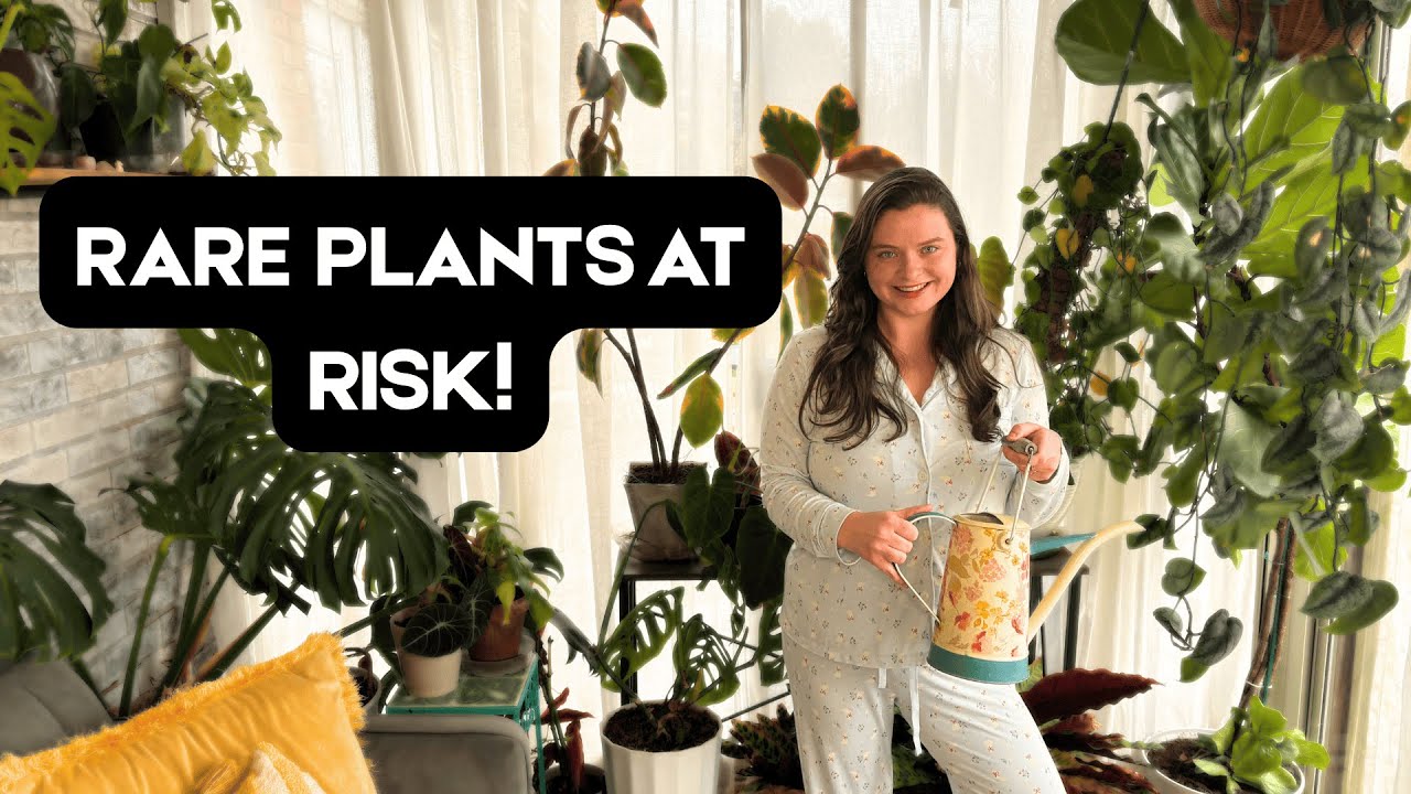 Snowstorm Survival: Rare Plants