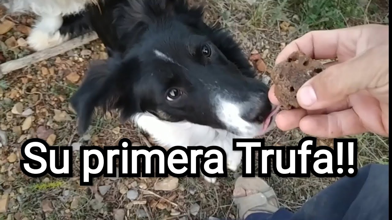 Cachorro encuentra su primera Trufa