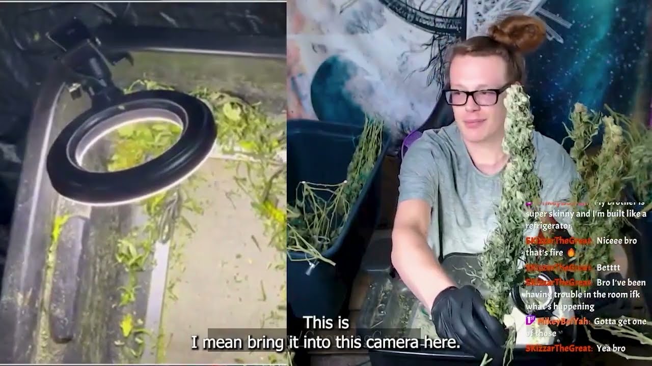 Seedsman Seeds Strain Review! Pheno-hunting New Genetics