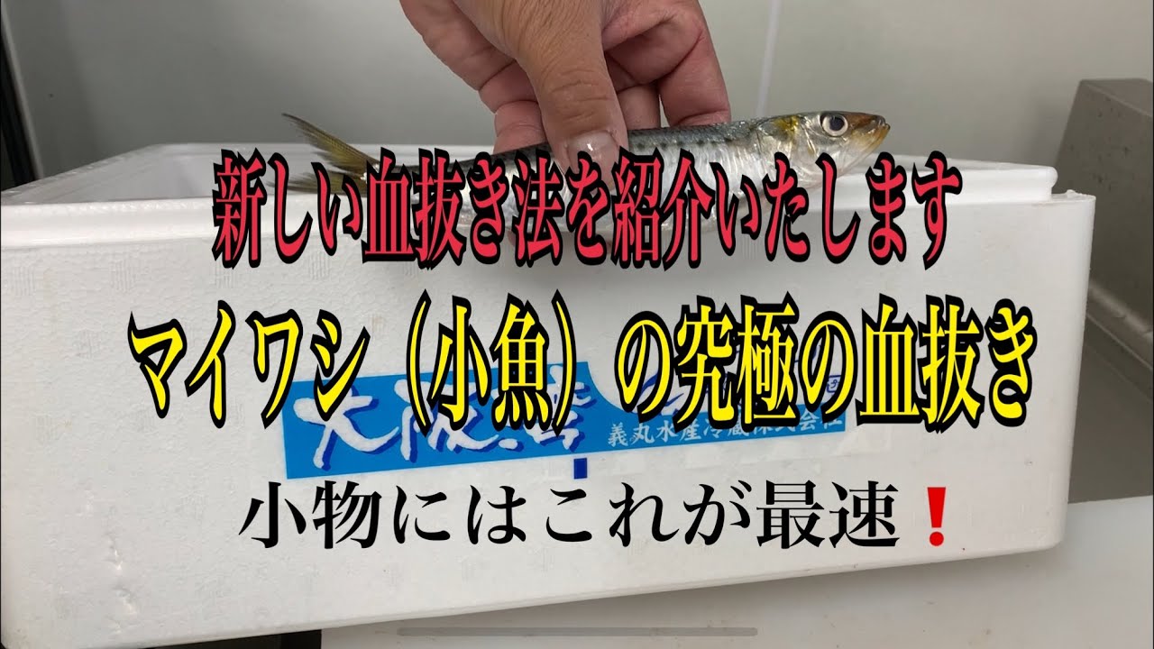 新しい血抜き法を紹介いたします。マイワシ（小魚）の究極の血抜き編 vol.240