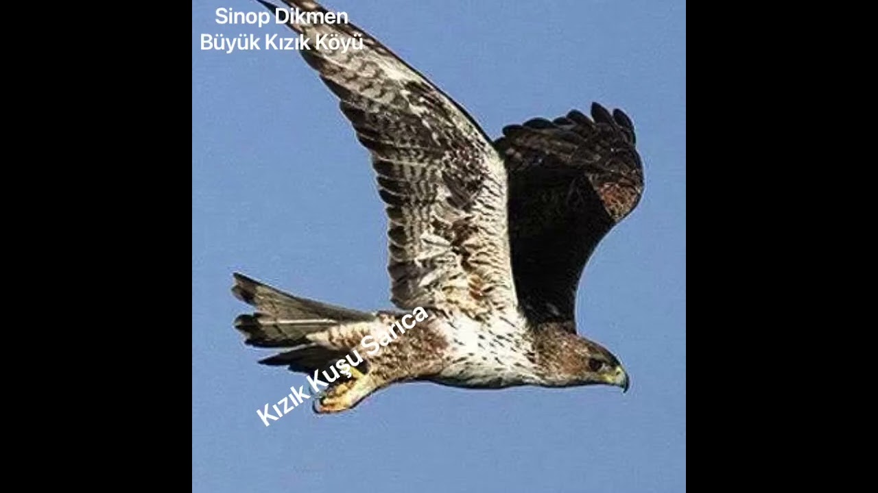 Sinop Dikmen Büyük Kızık Köyü