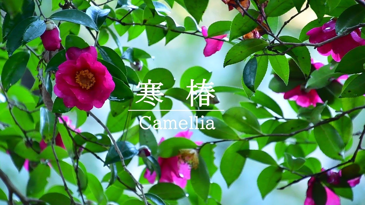 【里山散歩】　職場の裏山に寒椿がいっぱい咲きました