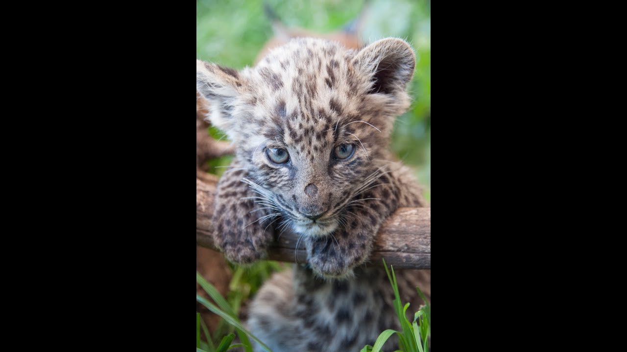 Grooming Sleeping African Black & Spotted Baby Leopard Cubs | Big Cats - Tiny cub