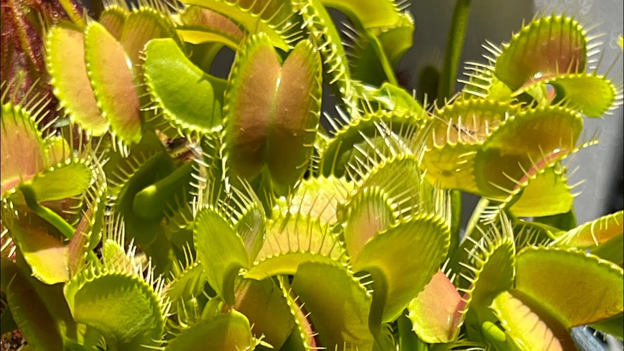 Summer update of my outdoor carnivorous plants June 24, 2025