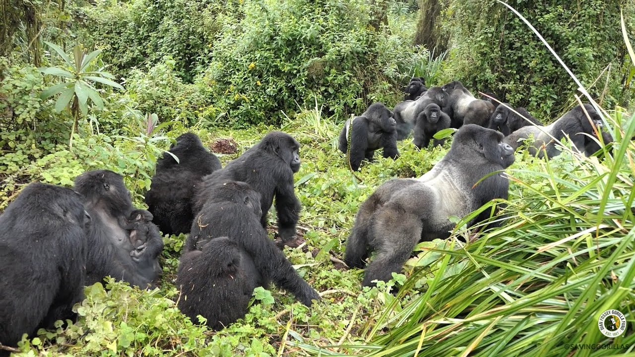 An intense interaction between two gorilla groups | Dian Fossey Gorilla Fund