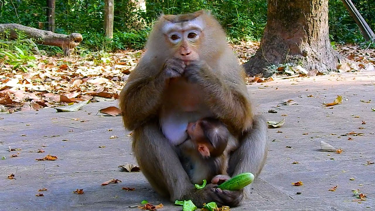 Rose Monkey loves eating cucumbers and tiny baby cute Rina drinking magical milk