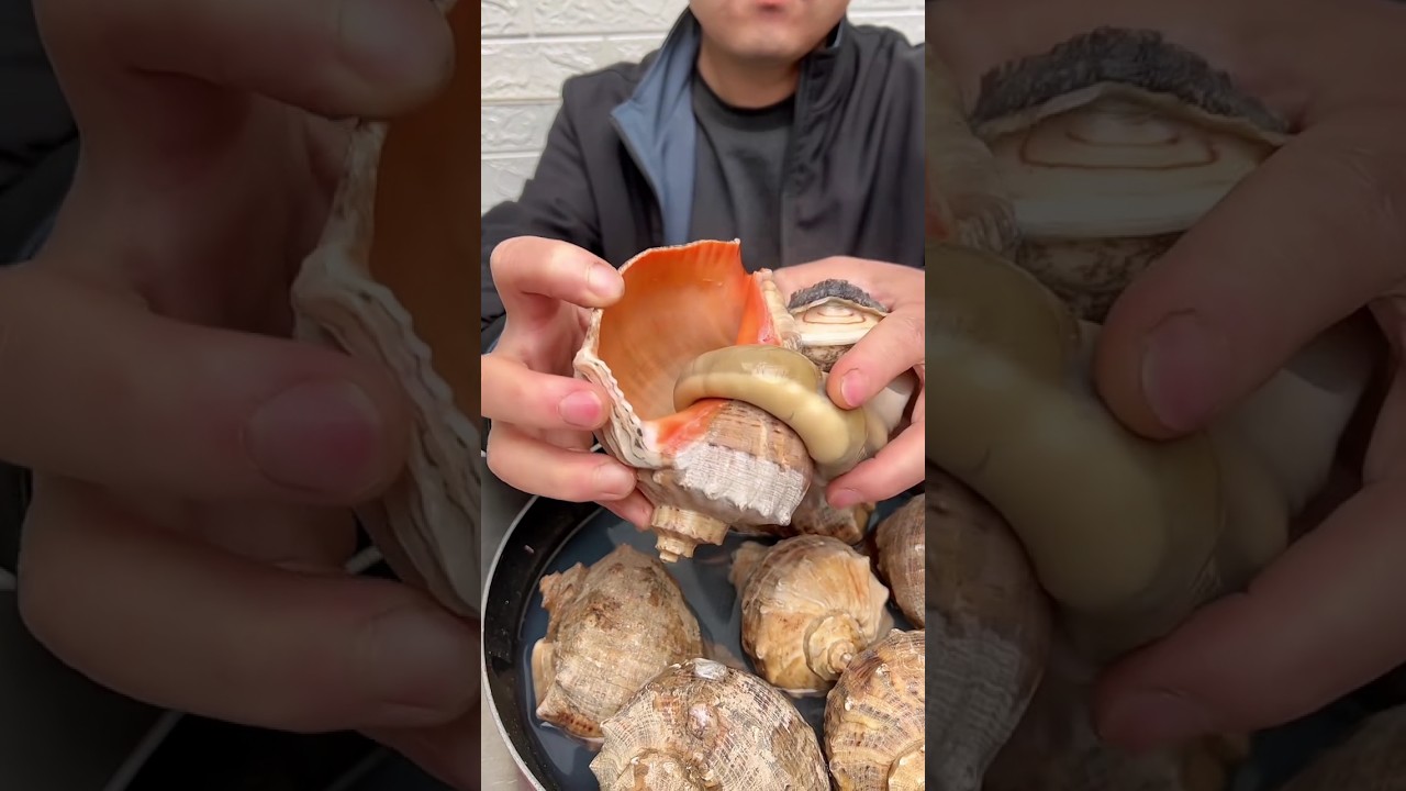 The Biggest SNAIL 🐌 #conch l've EVER SEEN! {Catch Clean Cook)