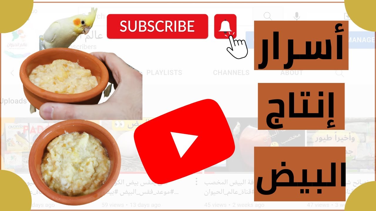زياده إنتاج البيض بطريقه لم تكن تعرفها #فادي_طوقان #قناة_عالم_الحيوان