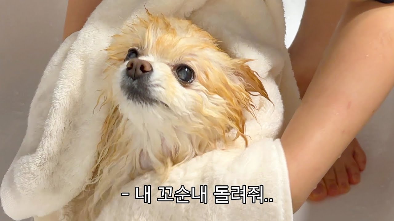 🍞빵이 꼬순내 뺏기