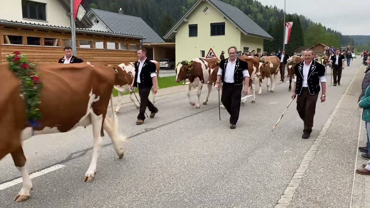 Alpaufzug Fam. Fl&uuml;kiger zur 100 Jahre Feier MG R&ouml;thenbach 19. Mai 2023
