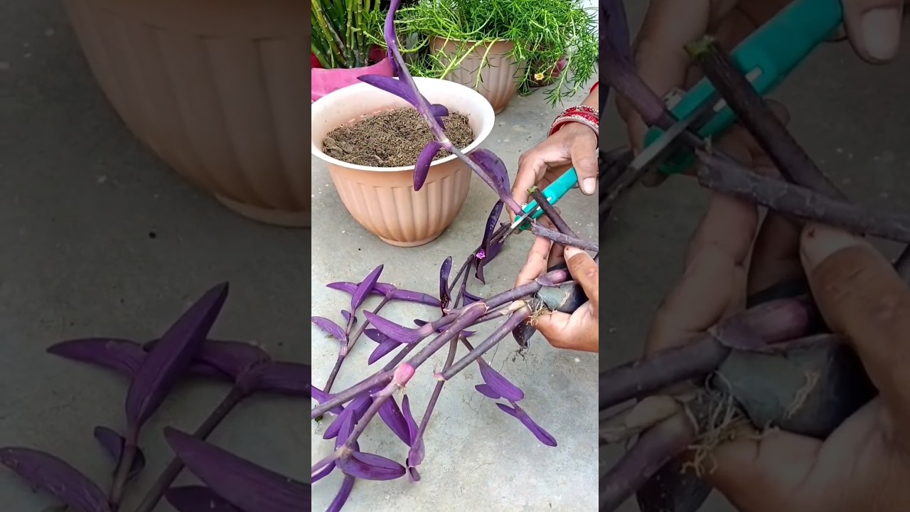 purple heart ke cutting lgane ka tarika 💜#shorts #garden #gardening #trending #shortsfeed #plants