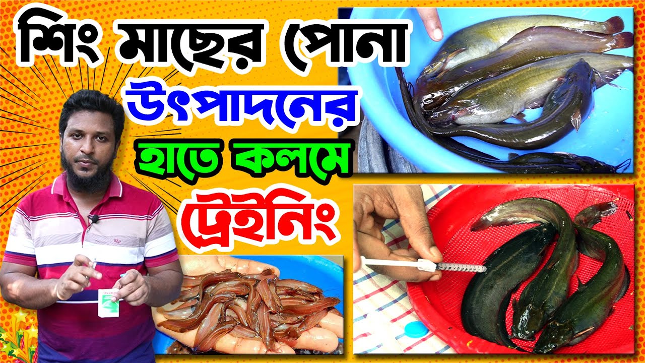 ১০০% ঘরোয়া পদ্ধতিতে শিং মাছের পোনা উৎপাদন করুন। (DIY) Induced breeding stinging catfish.