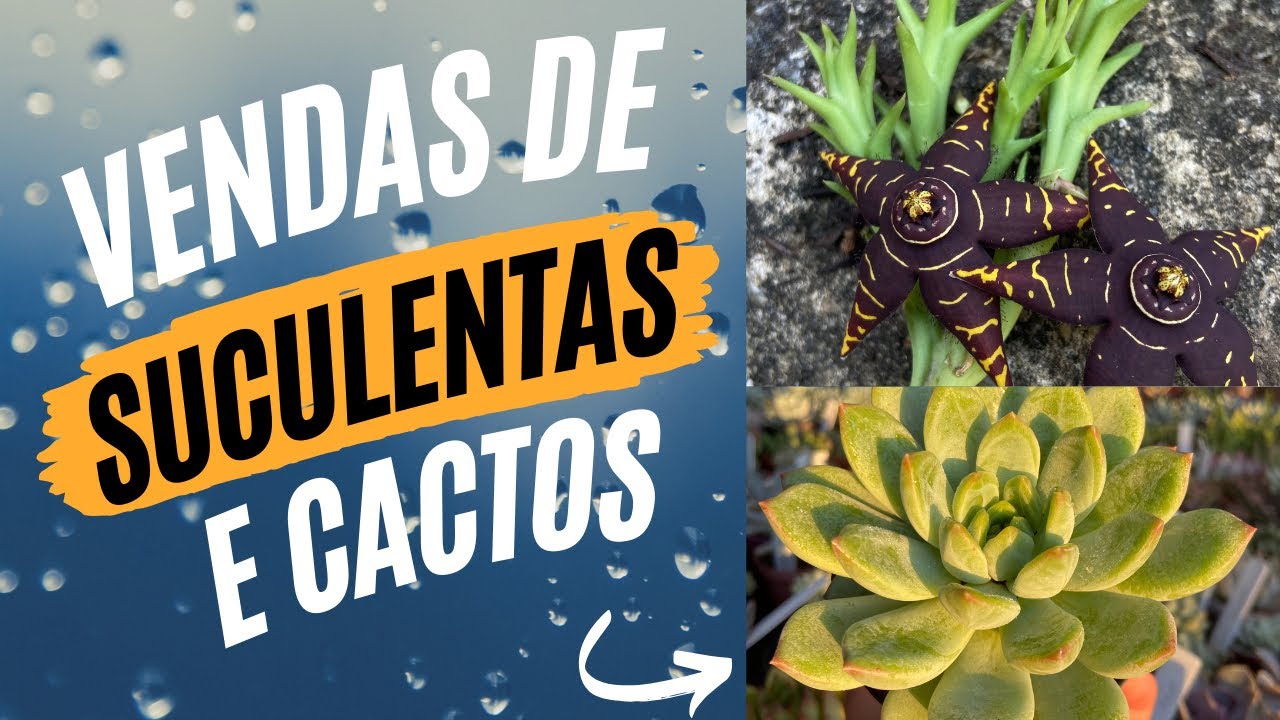 Vendas de suculentas e cactos neste vídeo aqui 😱🔥🧨