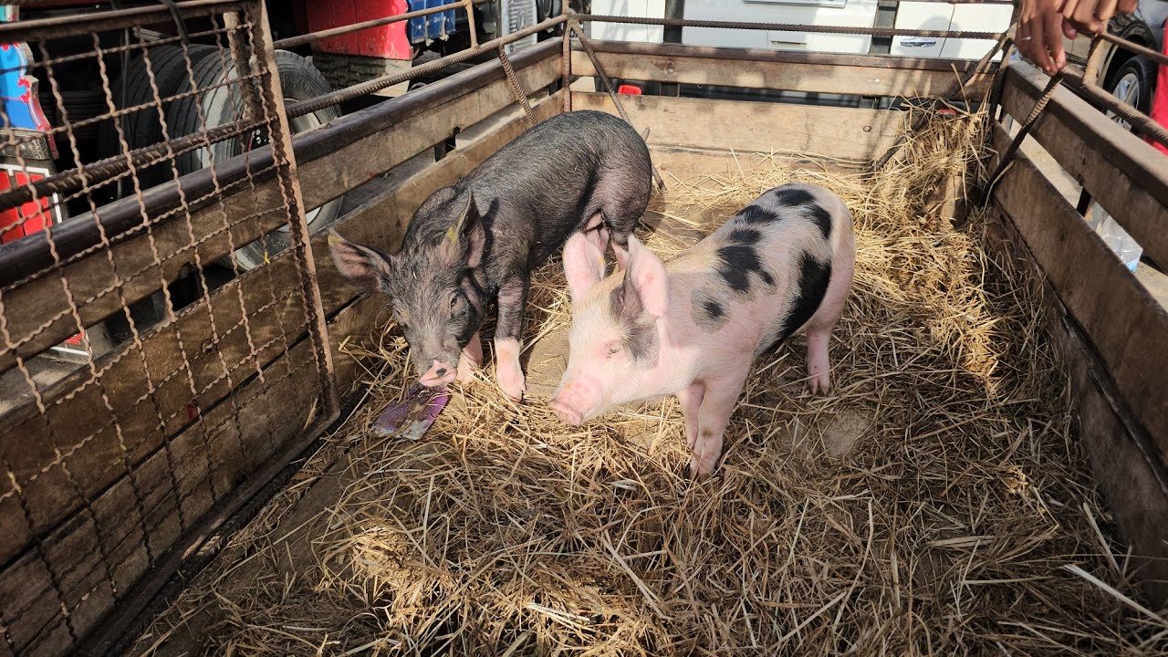 Feira dos suínos da Vila Folha Miúda Craíbas Al, dia 25/01/2026.