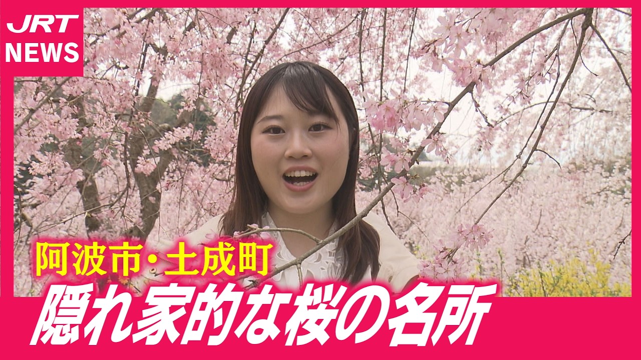 【春爛漫】隠れ家的な桜の名所探訪！視聴者からも桜の便り