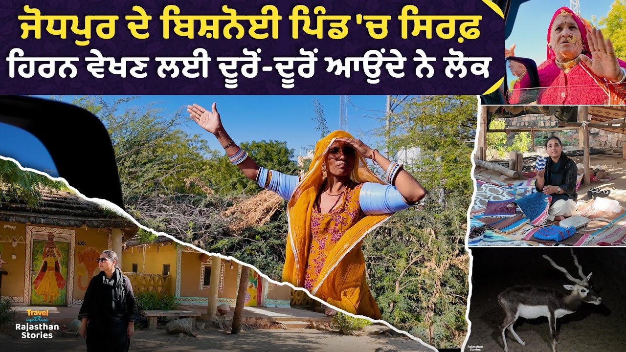 ਜੋਧਪੁਰ ਦੇ ਬਿਸ਼ਨੋਈ ਪਿੰਡ 'ਚ ਸਿਰਫ਼ ਹਿਰਨ ਵੇਖਣ ਲਈ ਦੂਰੋਂ-ਦੂਰੋਂ ਆਉਂਦੇ ਨੇ ਲੋਕ l (ਦਿਨ - ਦੂਜਾ) Rajasthan Stories