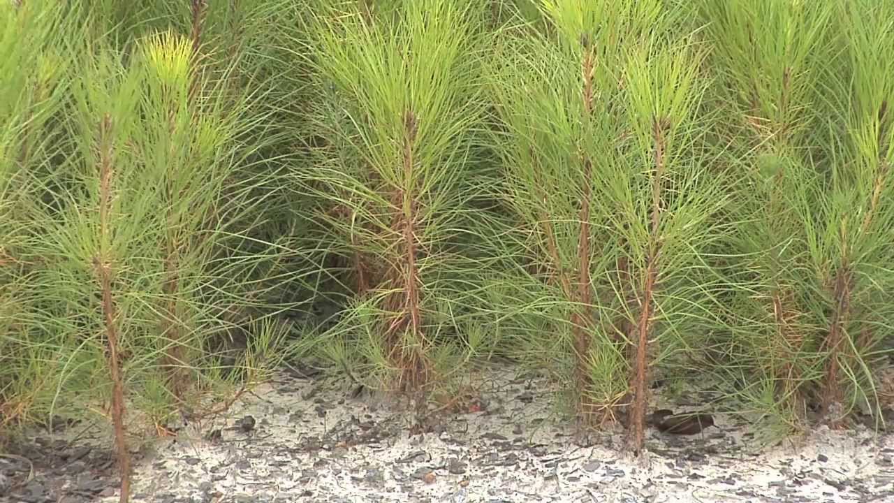 Southeast Georgia Farm Grows Seedlings For Forest Replanting