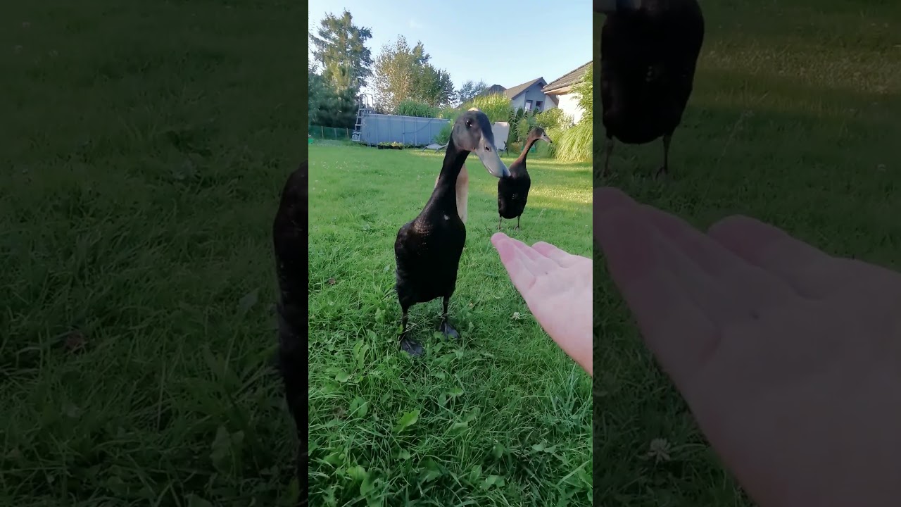 Biegusy indyjskie. Matka daj ślimaczka.  #biegus #duck #kaczka